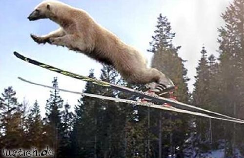 SkiEisbär Bild lustich.de