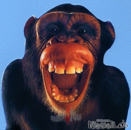 Cooler Affe Bild lustich.de