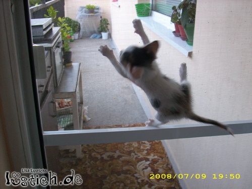 Fliegende Katze Bild lustich.de