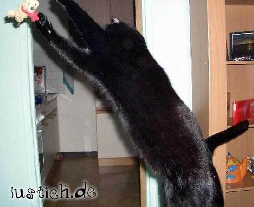ActionKatze Bild lustich.de