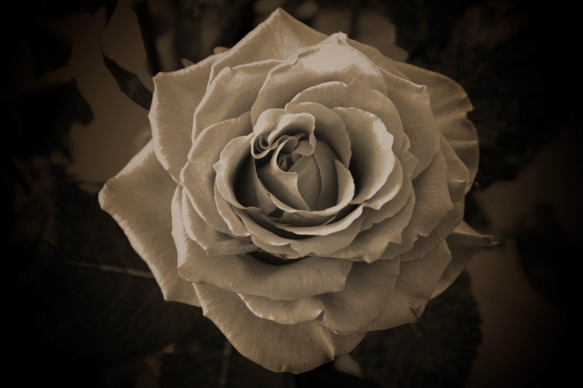 retro rose Wallpaper Galerie MacTechNews.de