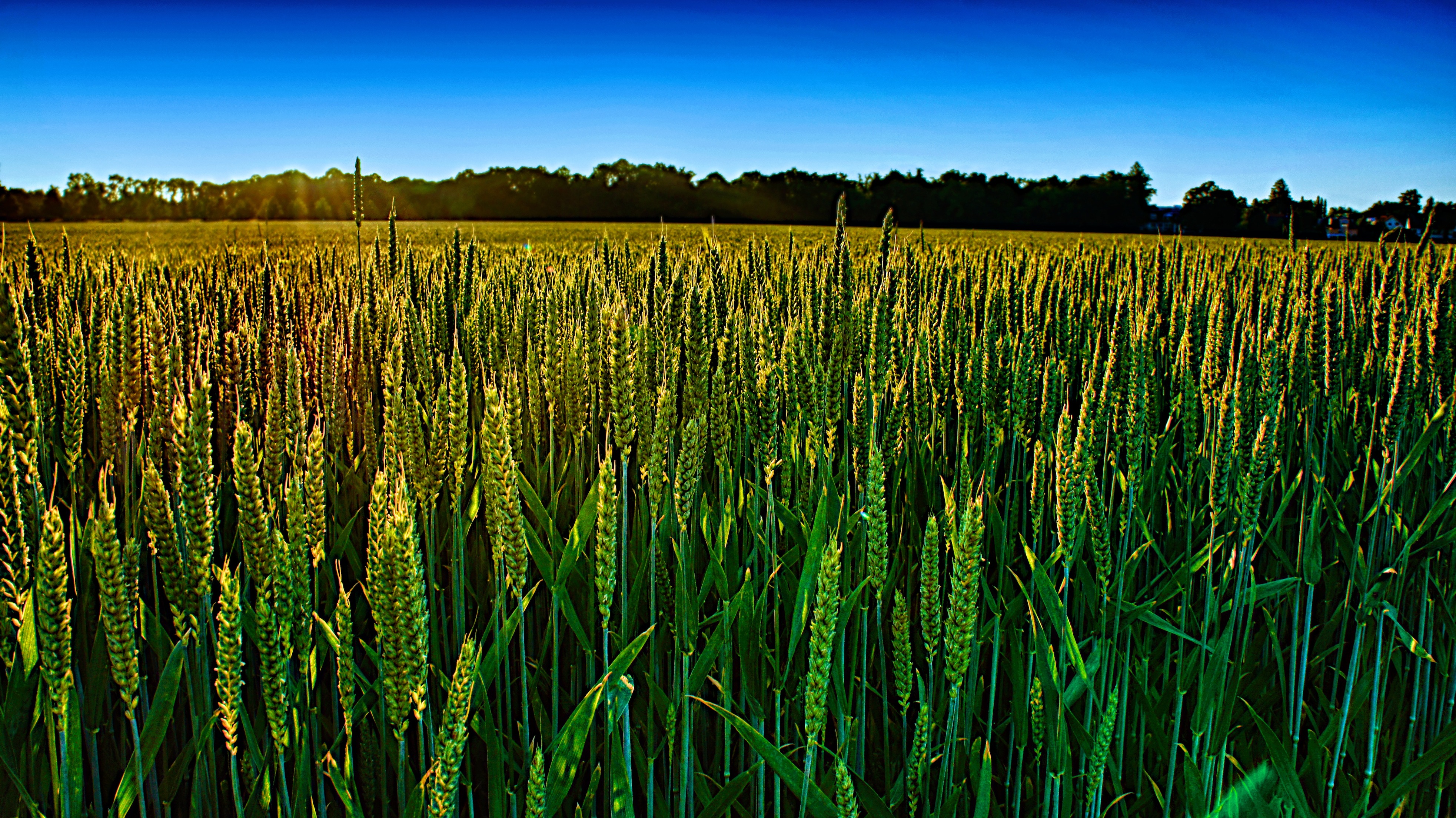 Kornfeld Wallpaper Galerie MacTechNews.de