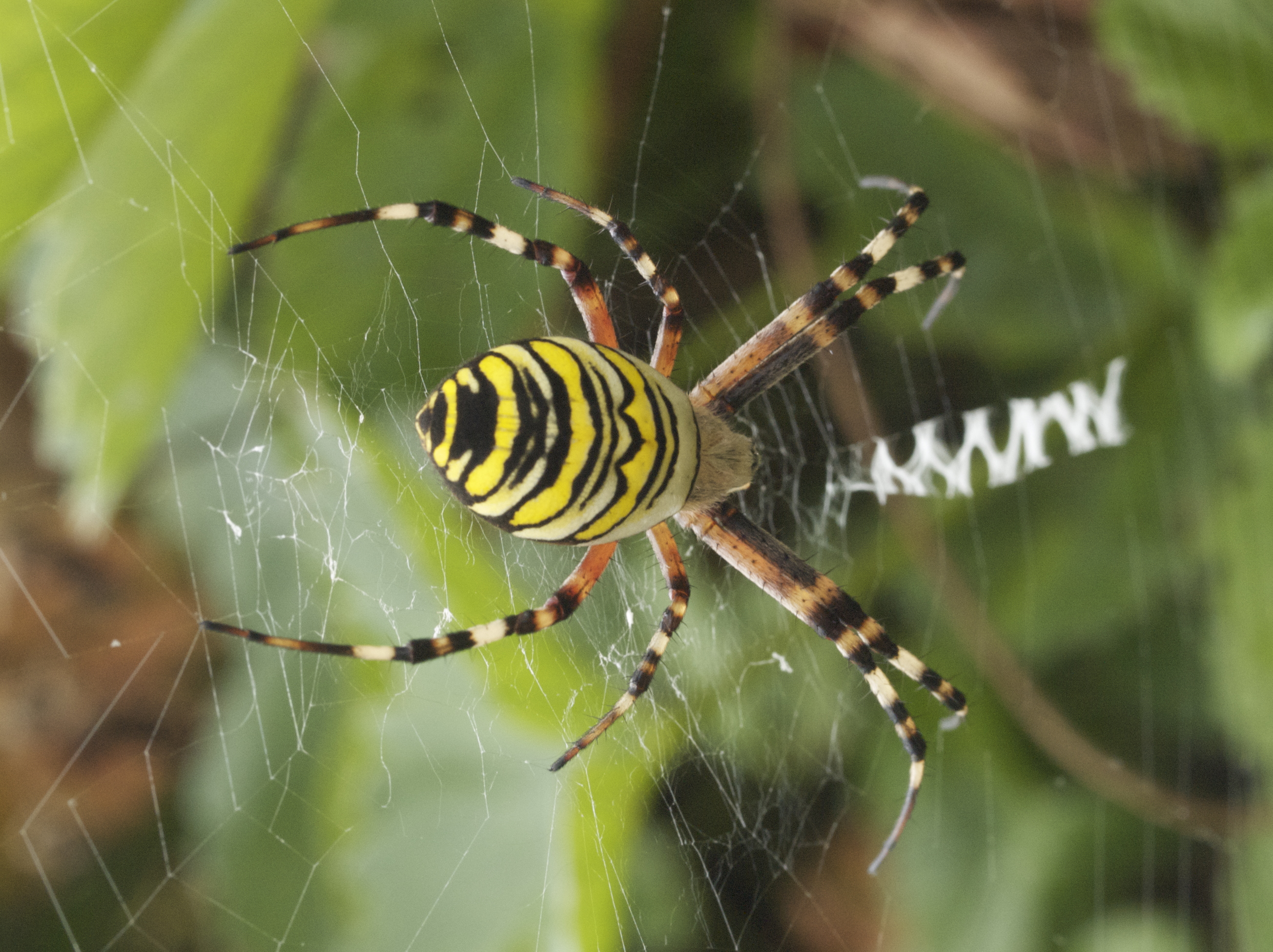 Spinne gelb/schwarz Sonstiges Galerie MacTechNews.de
