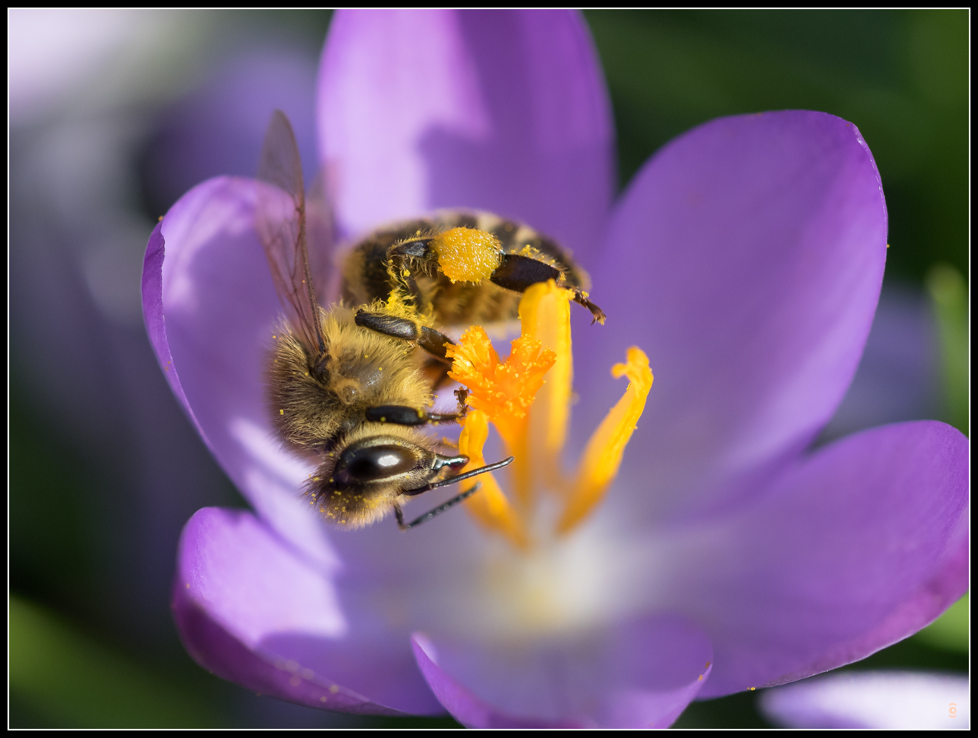 Die Sache mit den Blumen & Bienen Sonstiges Galerie