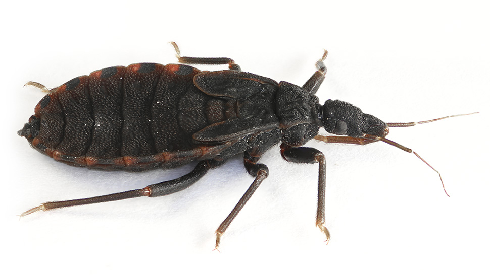 kiss Kissing Bug Vs Stink Bug