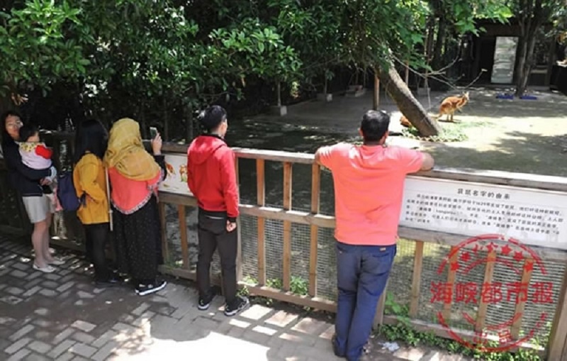 Kangaroo Dies in Chinese Zoo After Visitors Throw Rocks to Get Its Attention