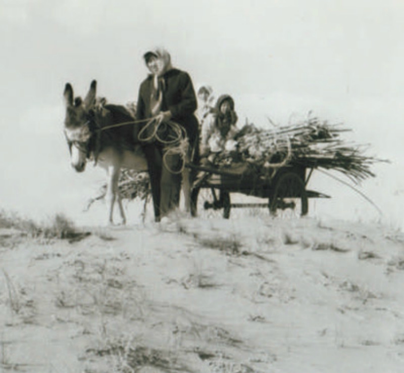 Small Chinese Village Spends 40 Years Transforming a Treeless Desert