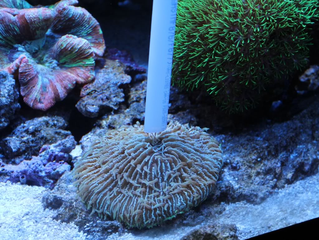 Feeding Corals Reef Aquarium