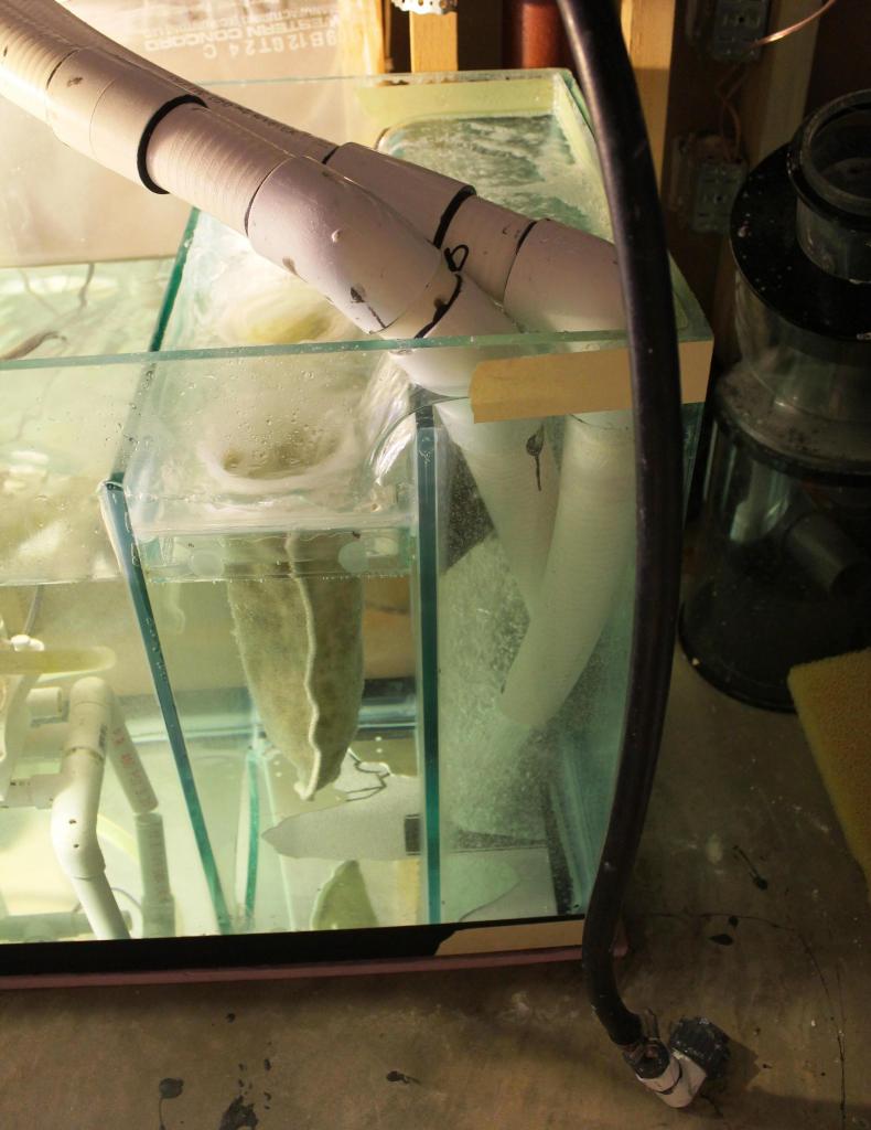 Common Approaches to Filtration in Marine Aquariums Reef Aquarium