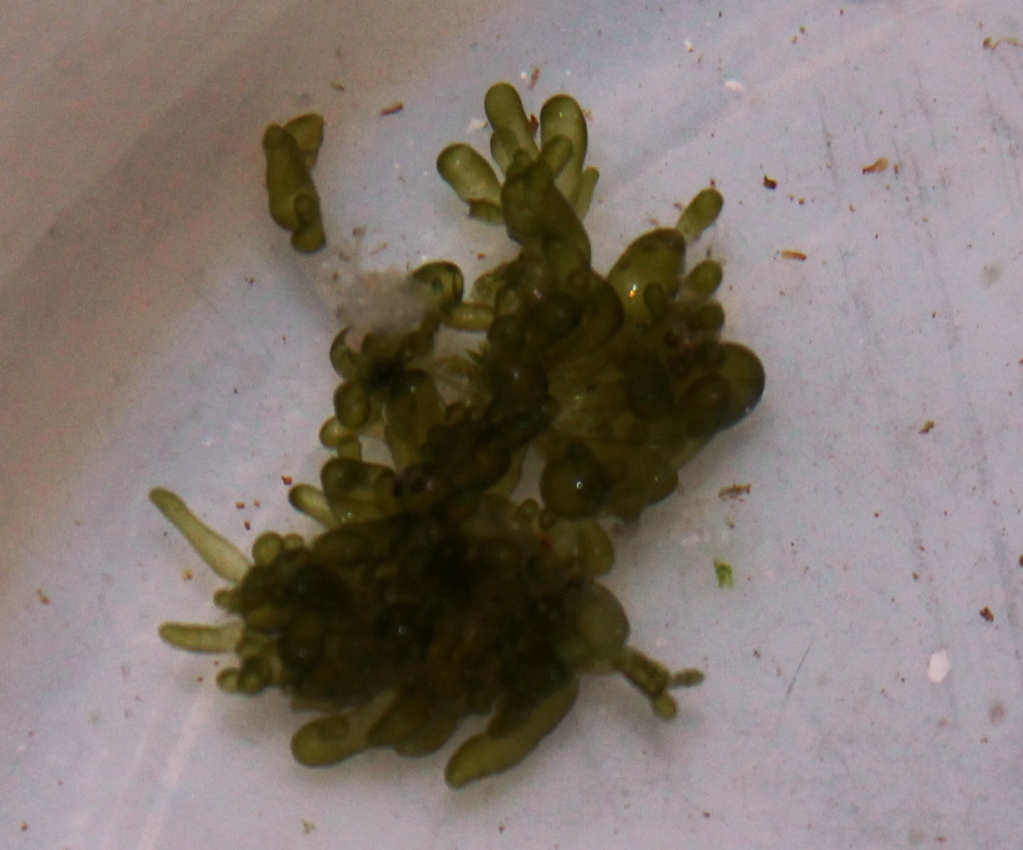 Dealing with Nasty Marine Algae Breakouts Reef Aquarium