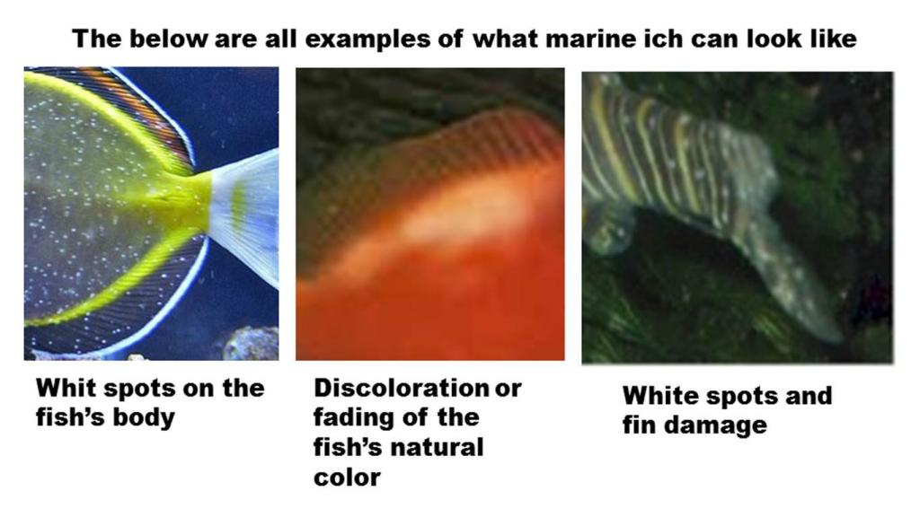 Marine Ich (Cryptocaryon Irritants) Reef Aquarium