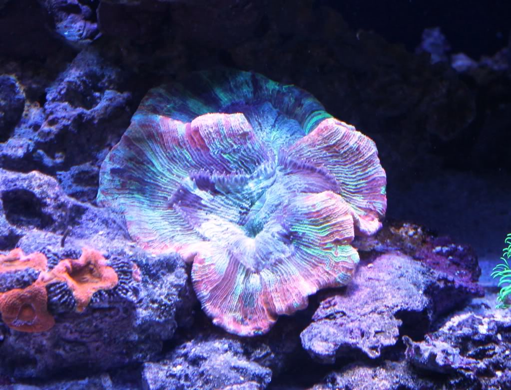 Brain Coral Reef Aquarium