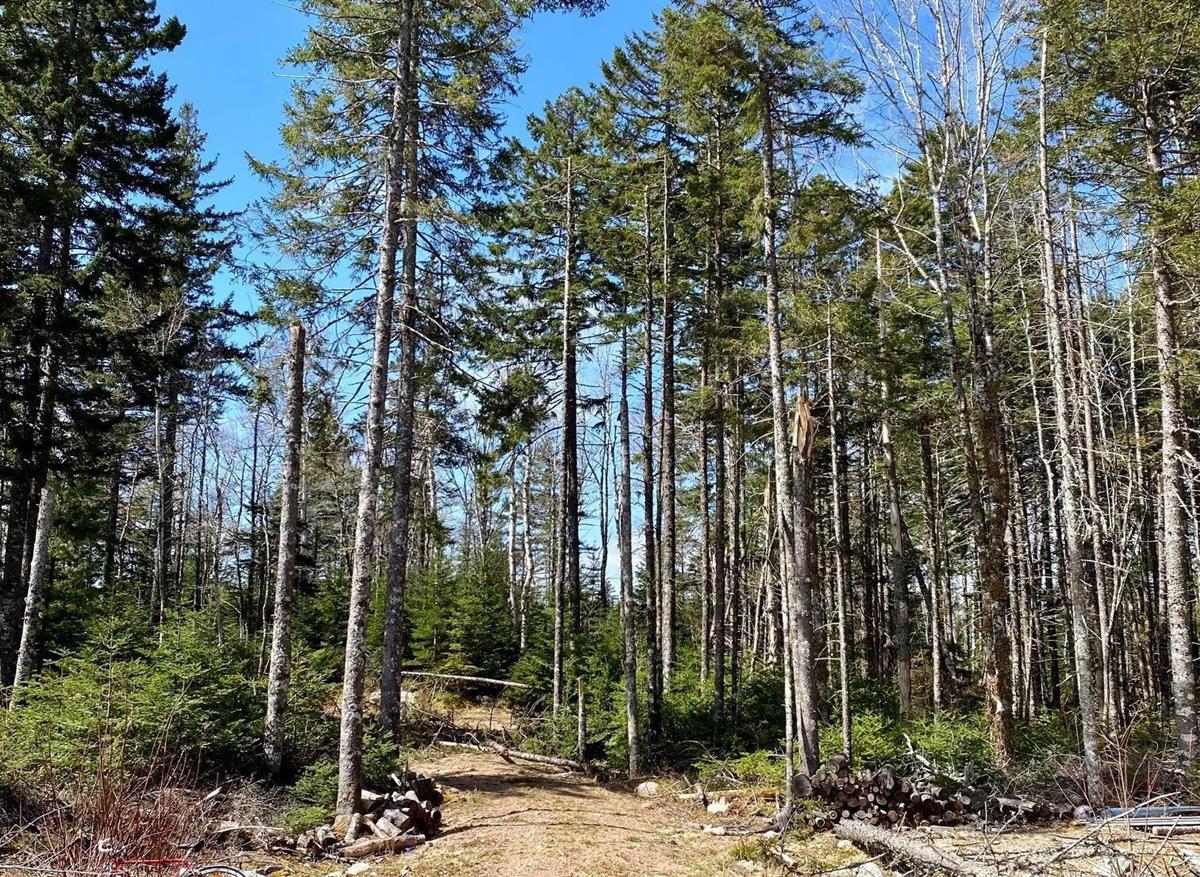 Lot 3 Black Duck Lake Road, East Dalhousie, (MLS® 202208143) RE/MAX nova