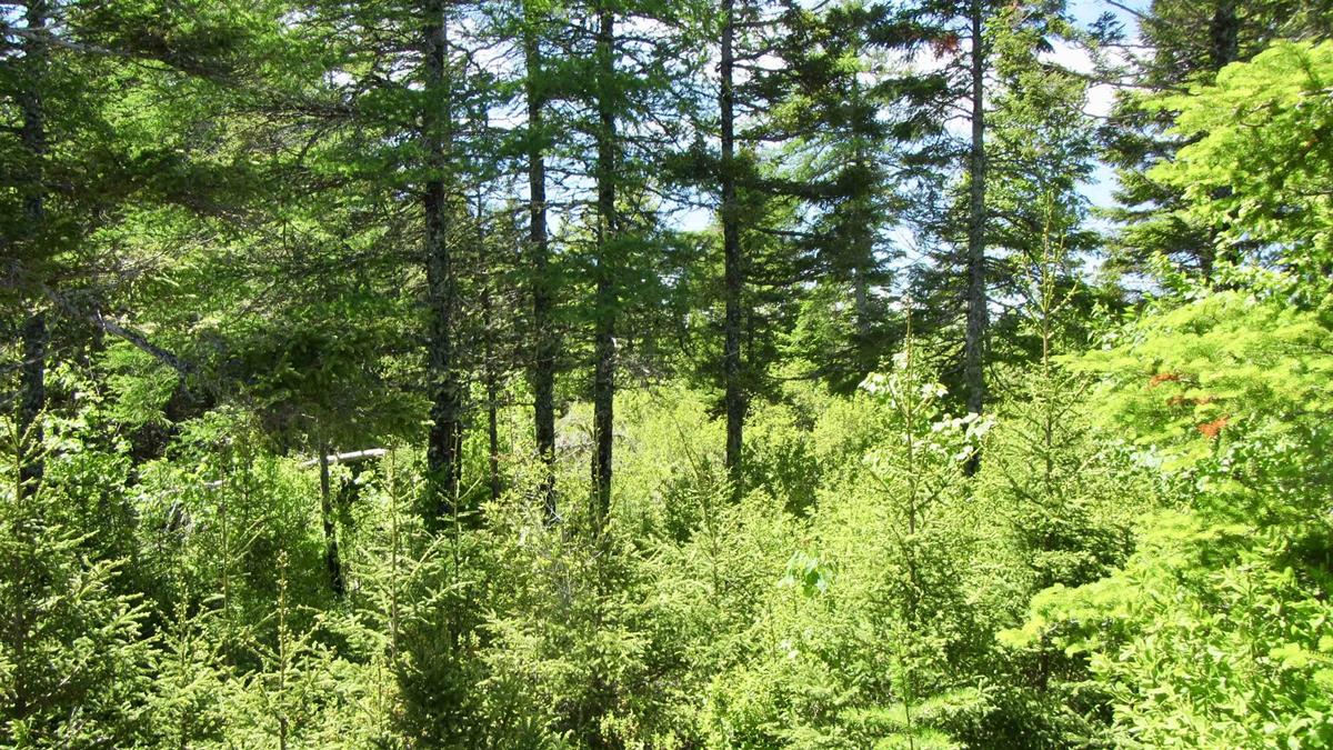 Lot 7 Caribou Marsh Road, Caribou Marsh, (MLS® 202218314) RE/MAX nova