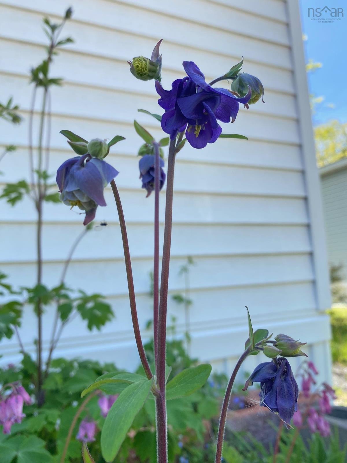 2 Ross Court, Bridgewater, (MLS® 202325356) RE/MAX nova