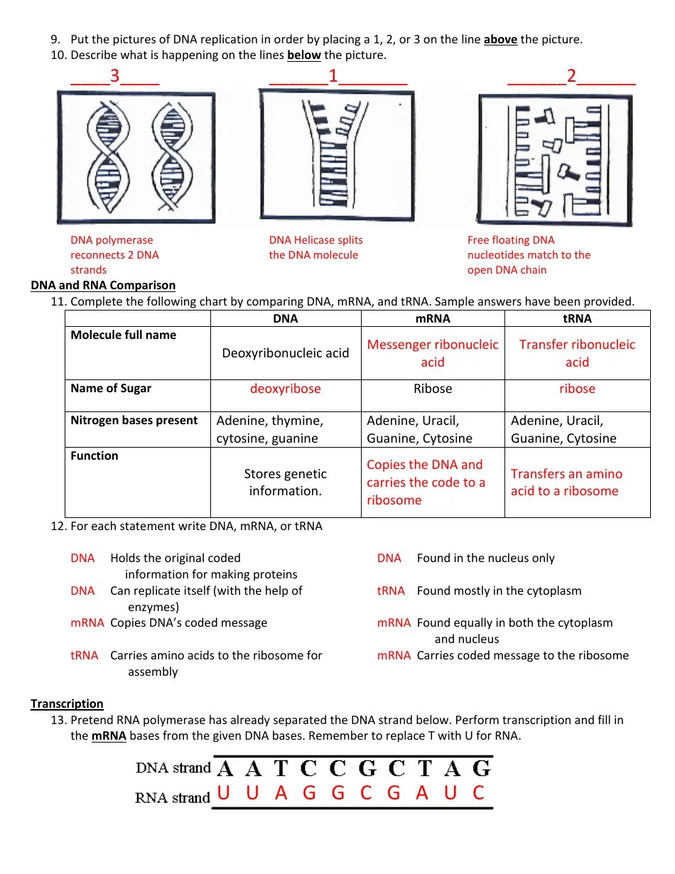 Biology (Dna) Worksheet With Answer Key Cobb County School District