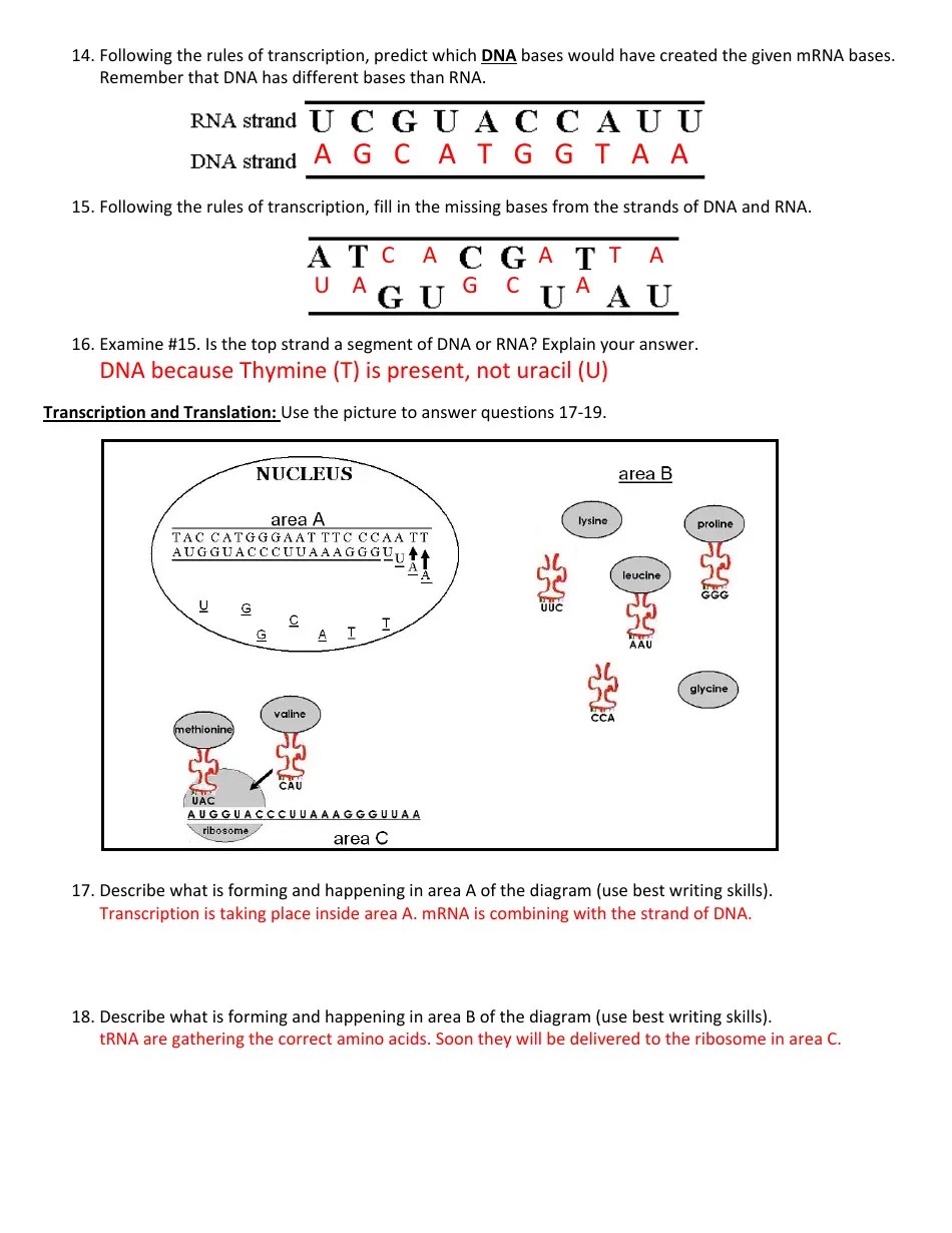 Biology (Dna) Worksheet With Answer Key Cobb County School District Download Printable PDF