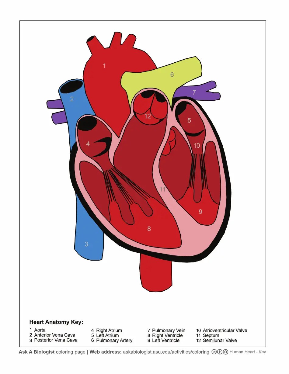 Human Heart Coloring Page Download Printable PDF Templateroller
