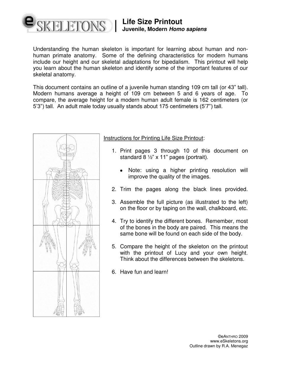 Life Size Paper Skeleton Template - Eanthro Download Printable PDF