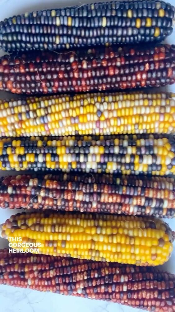 Popped corn on the cob popcorn Video Recipe The Feedfeed