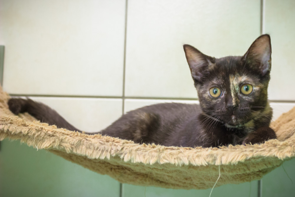 Ich möchte dich adoptieren!. Zur Adoption von Katze Kati melden Sie