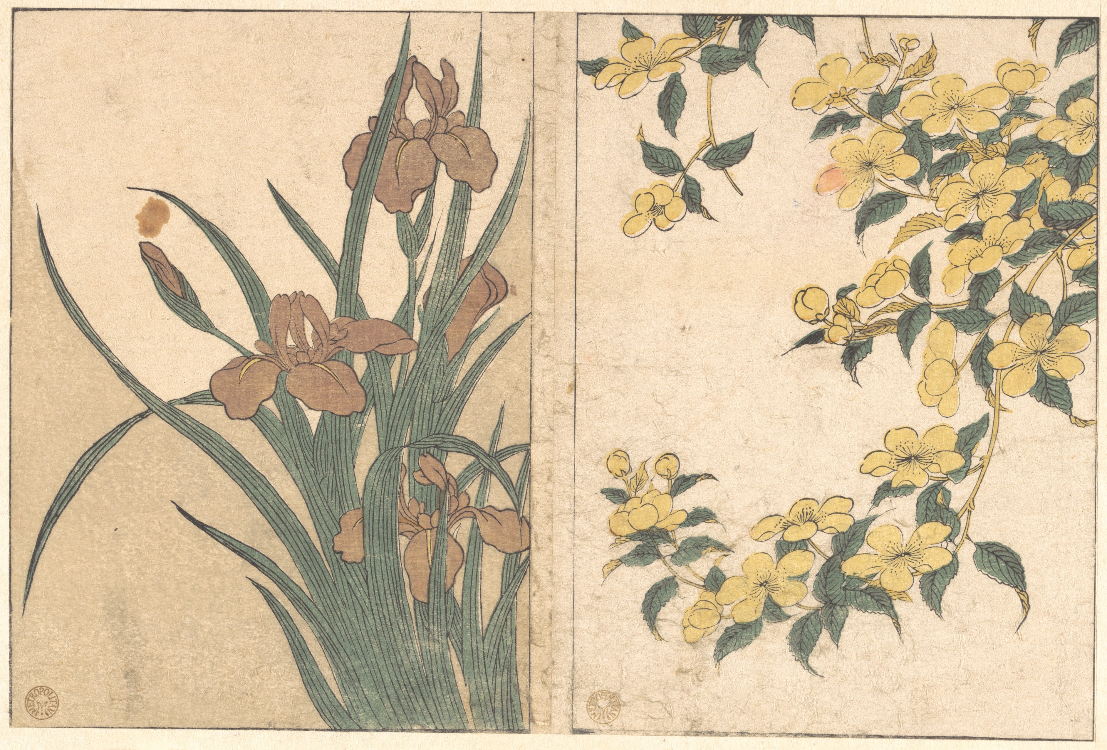 Kitagawa Utamaro Cherry Blossoms and Irises, from the illustrated book