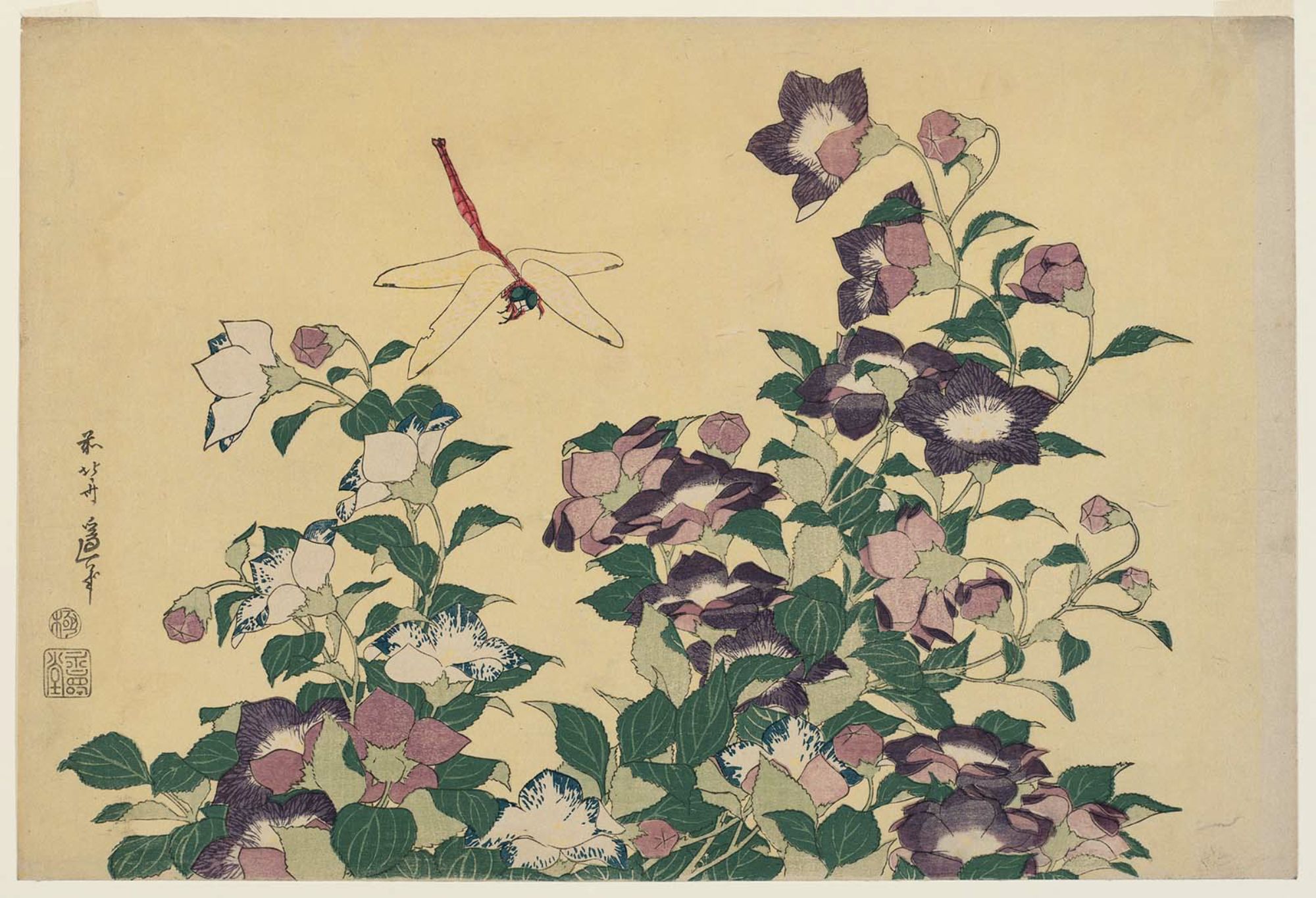 Katsushika Hokusai Bellflower and Dragonfly, from an untitled series