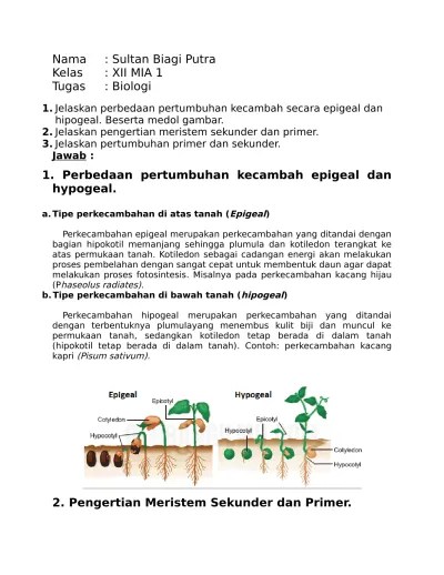 Gambar Epigeal Dan Hipogeal - Tumbuh Tumbuhan