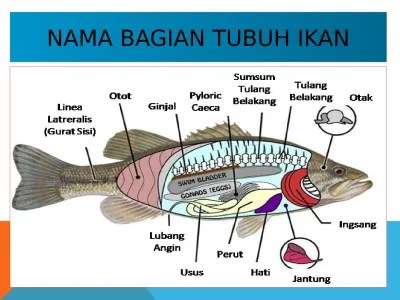 Bagian Ikan