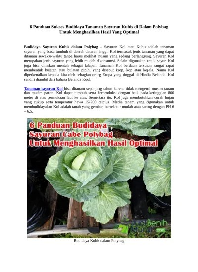 6 Panduan Sukses Budidaya Tanaman Sayura