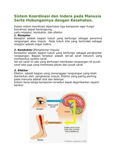 Sistem Koordinasi dan Indera pada Manusi