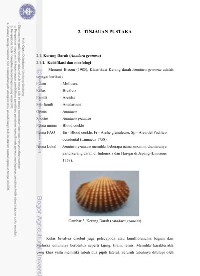 kerajinan kulit kerang