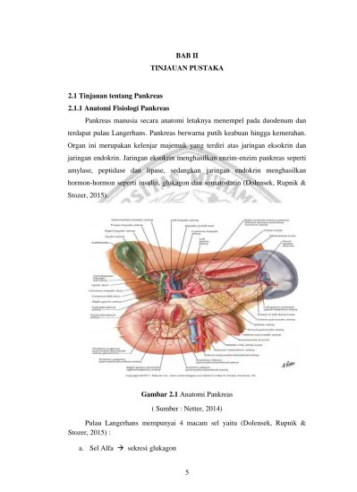 Gambar 2.1 Anatomi Pankreas ( Sumber : Netter, 2014)