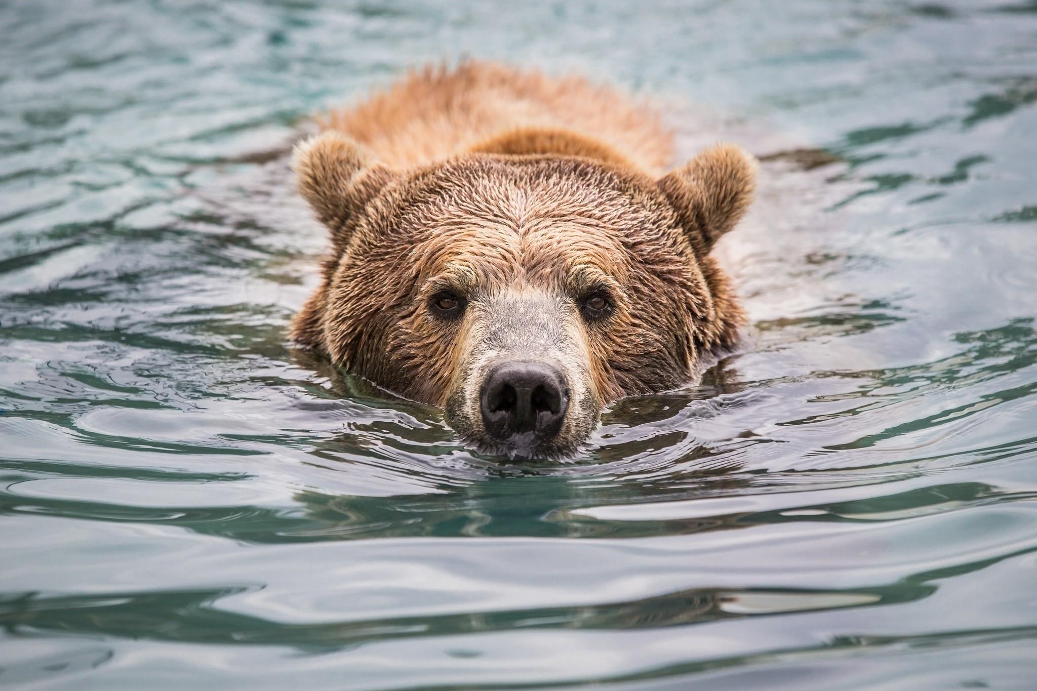 wallpaper bear, face, water HD Widescreen High Definition Fullscreen