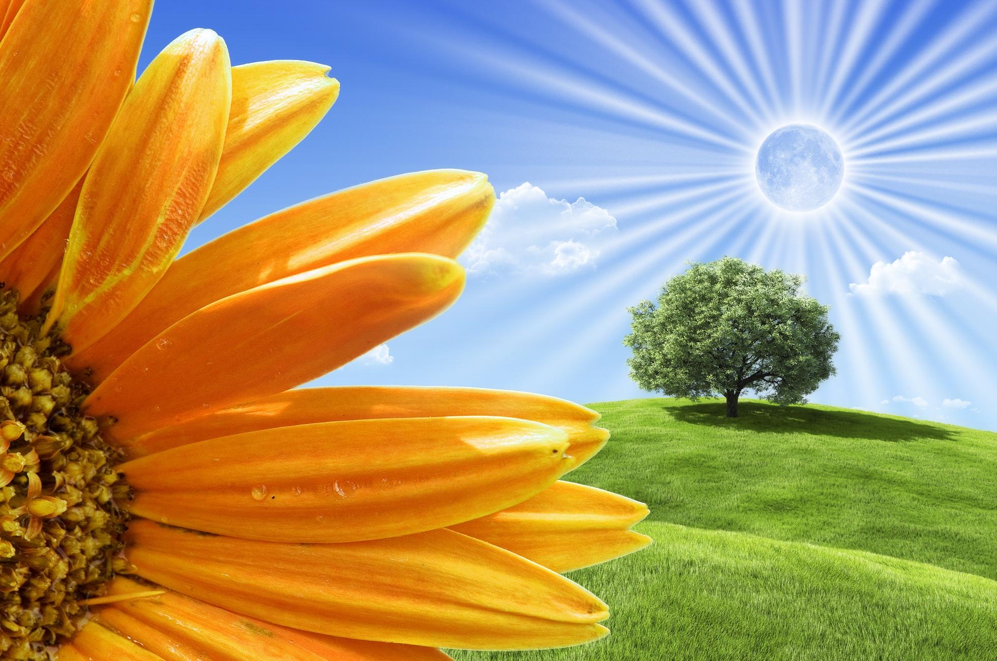 wallpaper box, tree, flower HD Widescreen High Definition Fullscreen