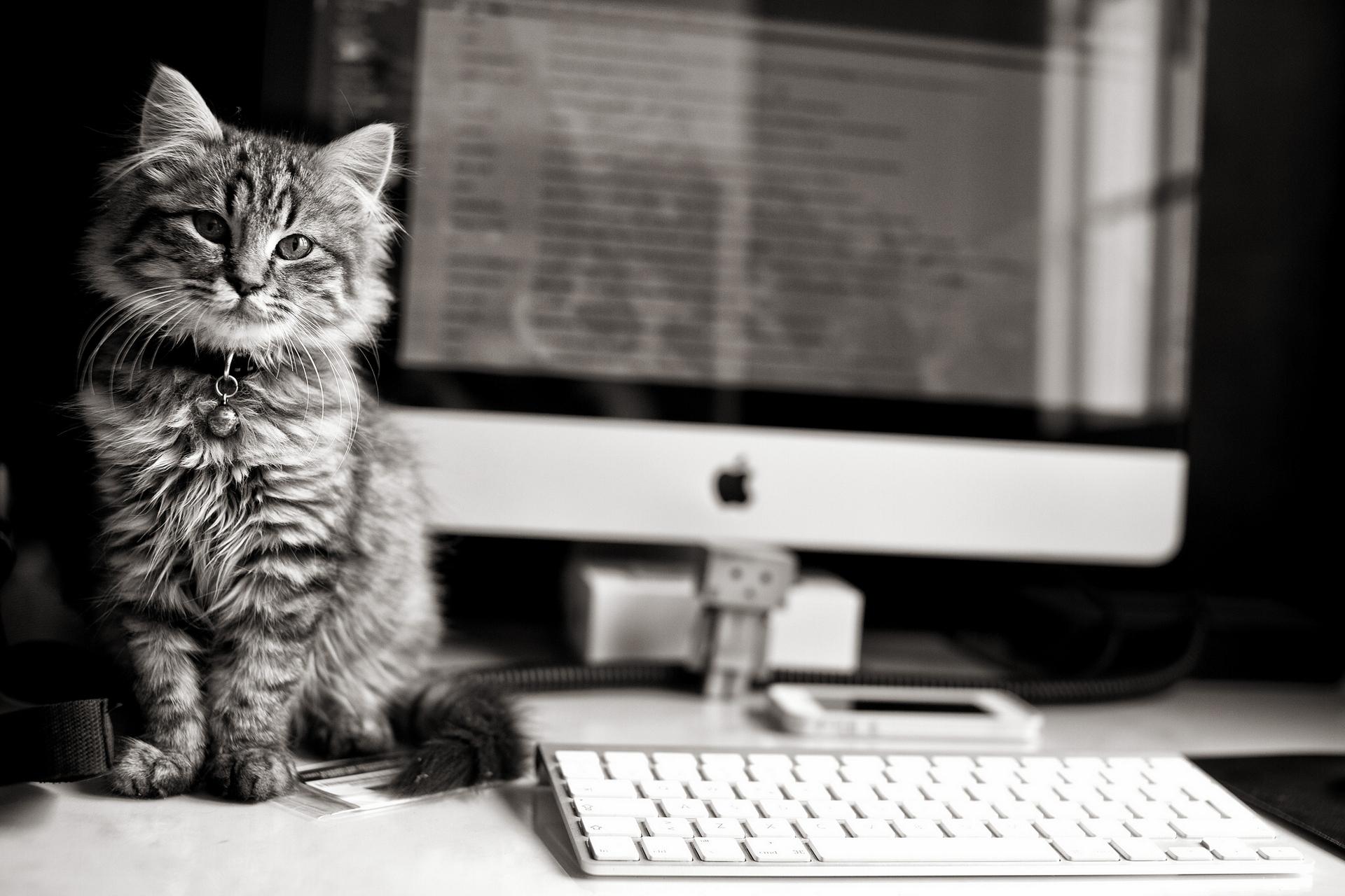wallpaper cat, computer, keyboard HD Widescreen High Definition