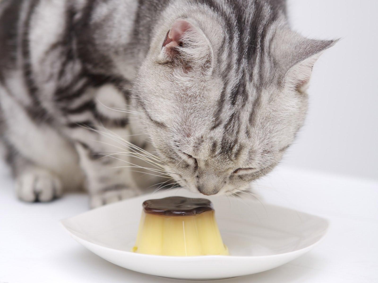 wallpaper cat, muzzle, food HD Widescreen High Definition Fullscreen