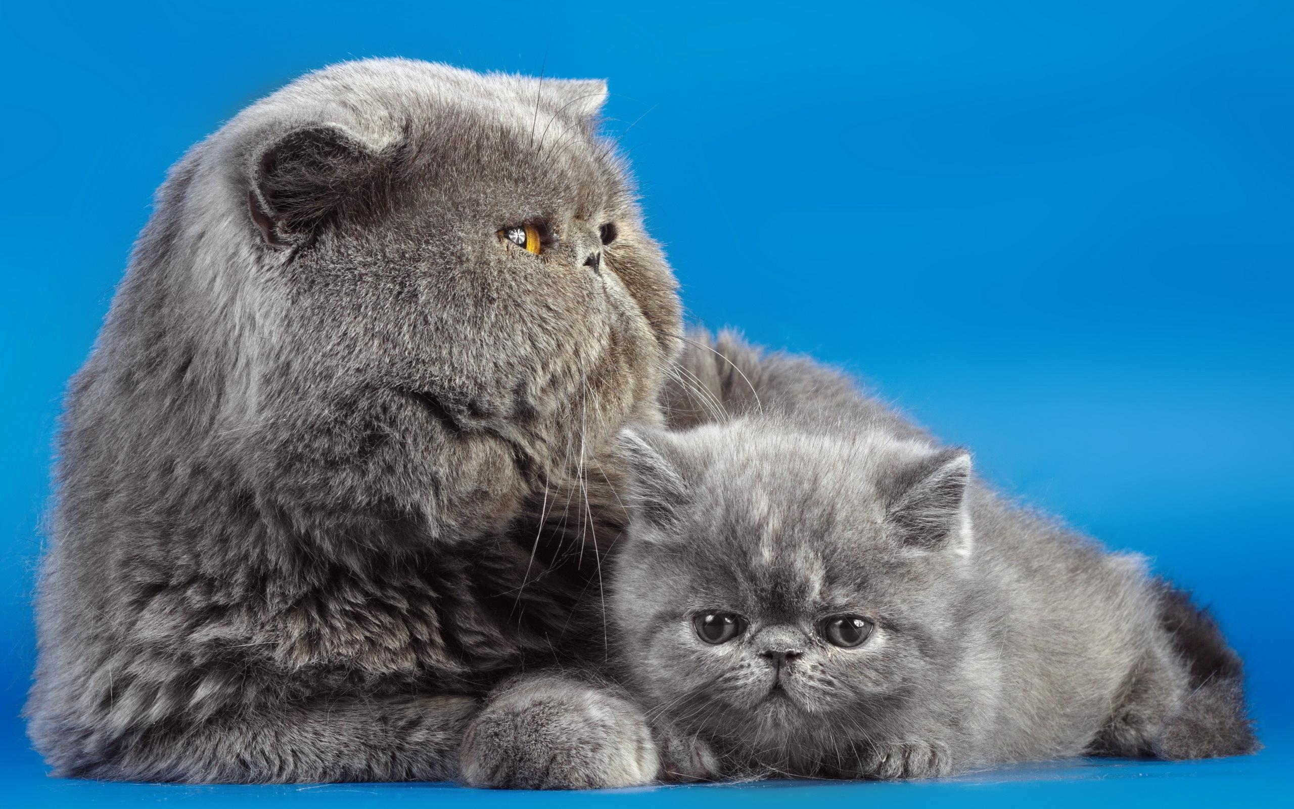 wallpaper cats, couple, kitty HD Widescreen High Definition
