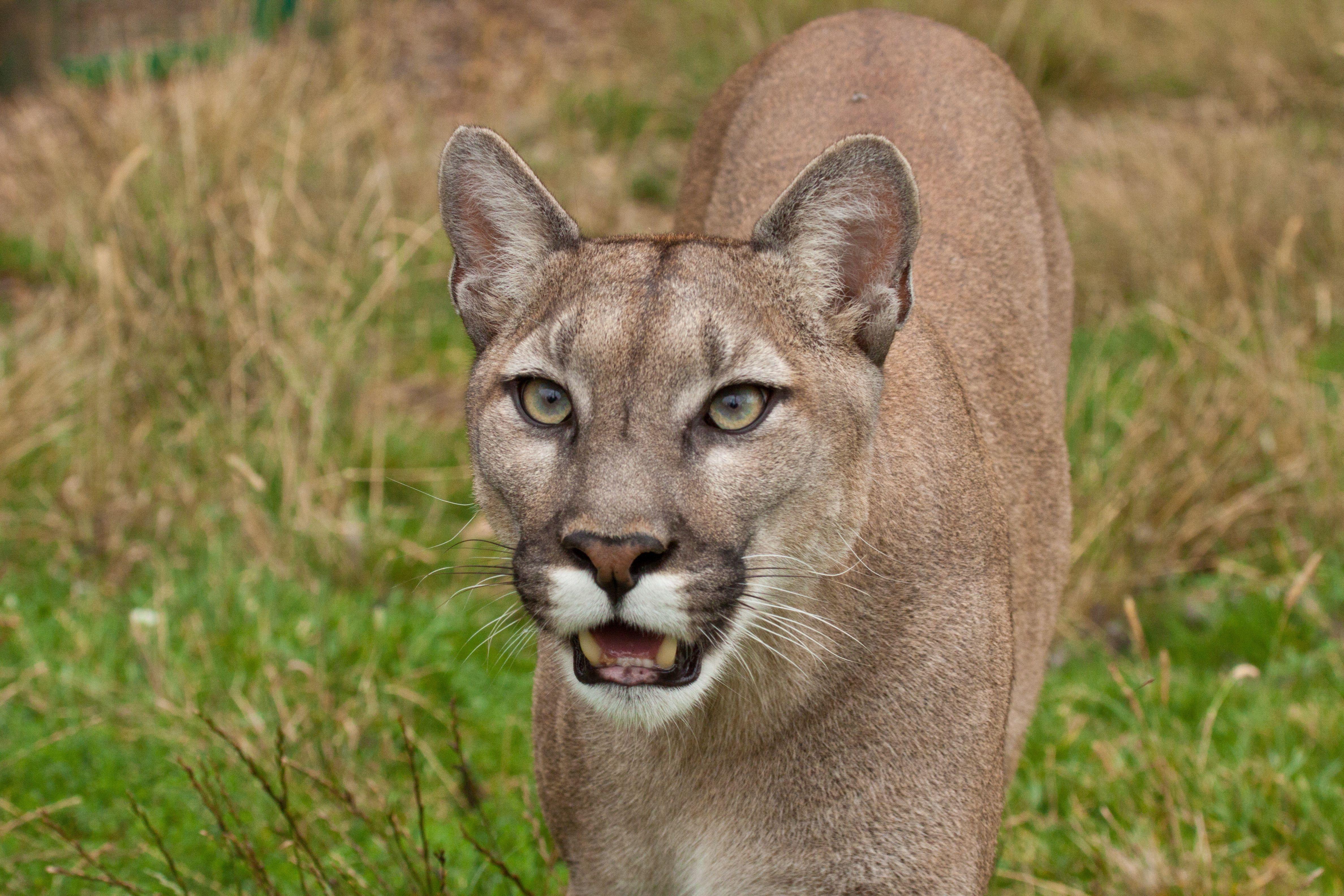 wallpaper cougar, face, teeth HD Widescreen High Definition Fullscreen