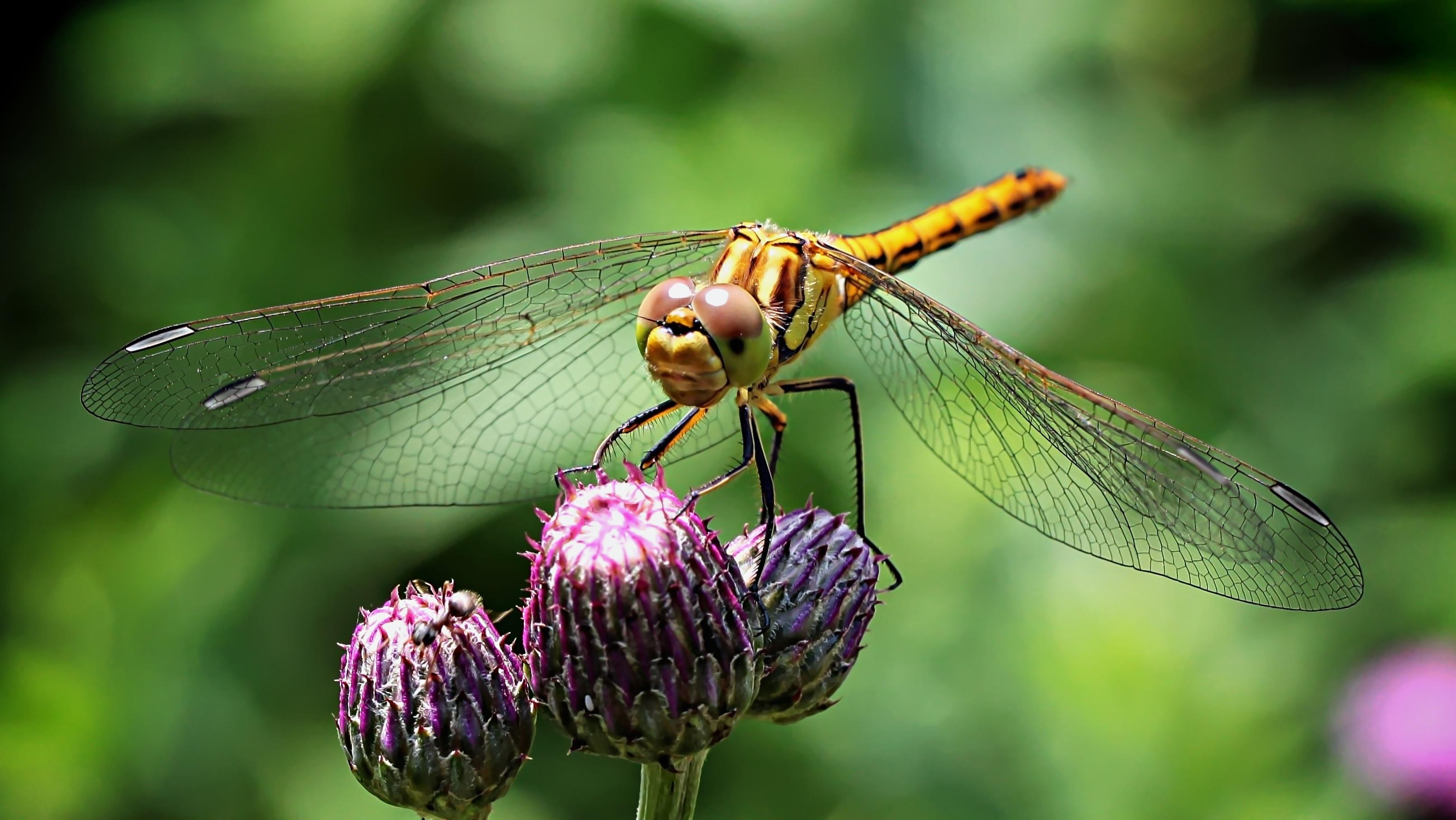 wallpaper dragonfly, insect, flower HD Widescreen High Definition