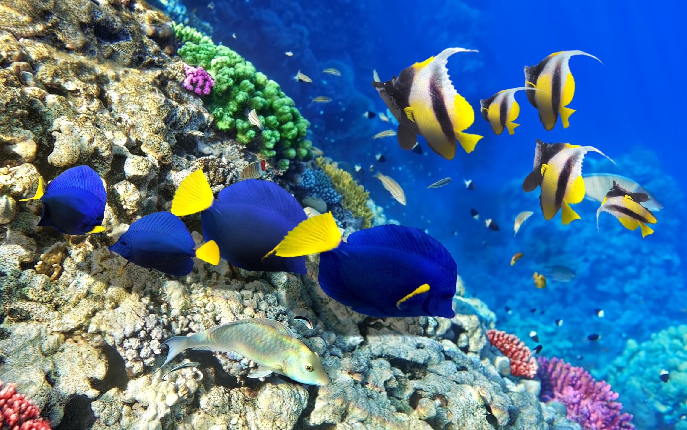 【ほとんどのダウンロード】 壁紙 魚 jpbestwallpaper