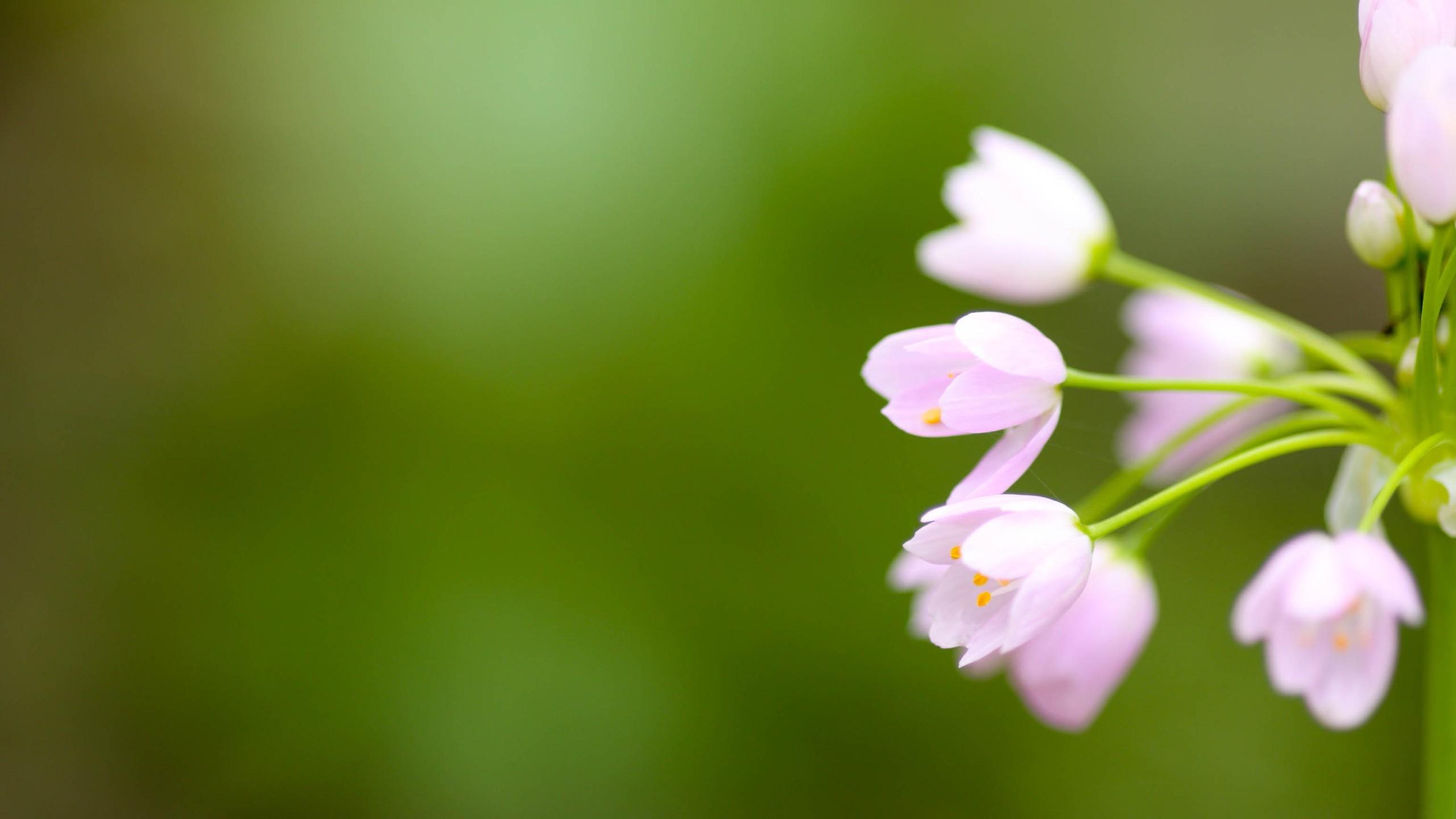 wallpaper flower, blur, background HD Widescreen High Definition