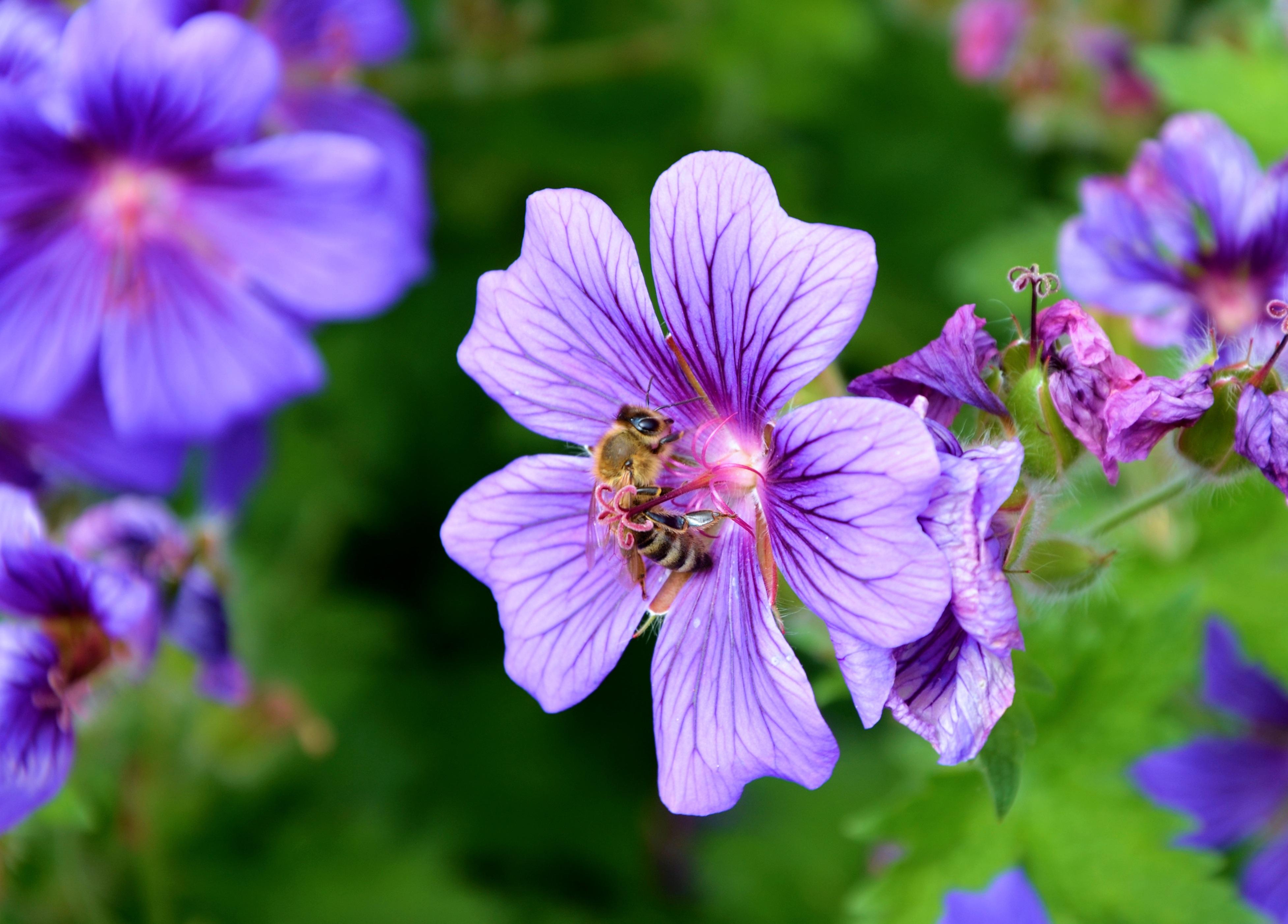 wallpaper flower, nectar, pollen HD Widescreen High Definition