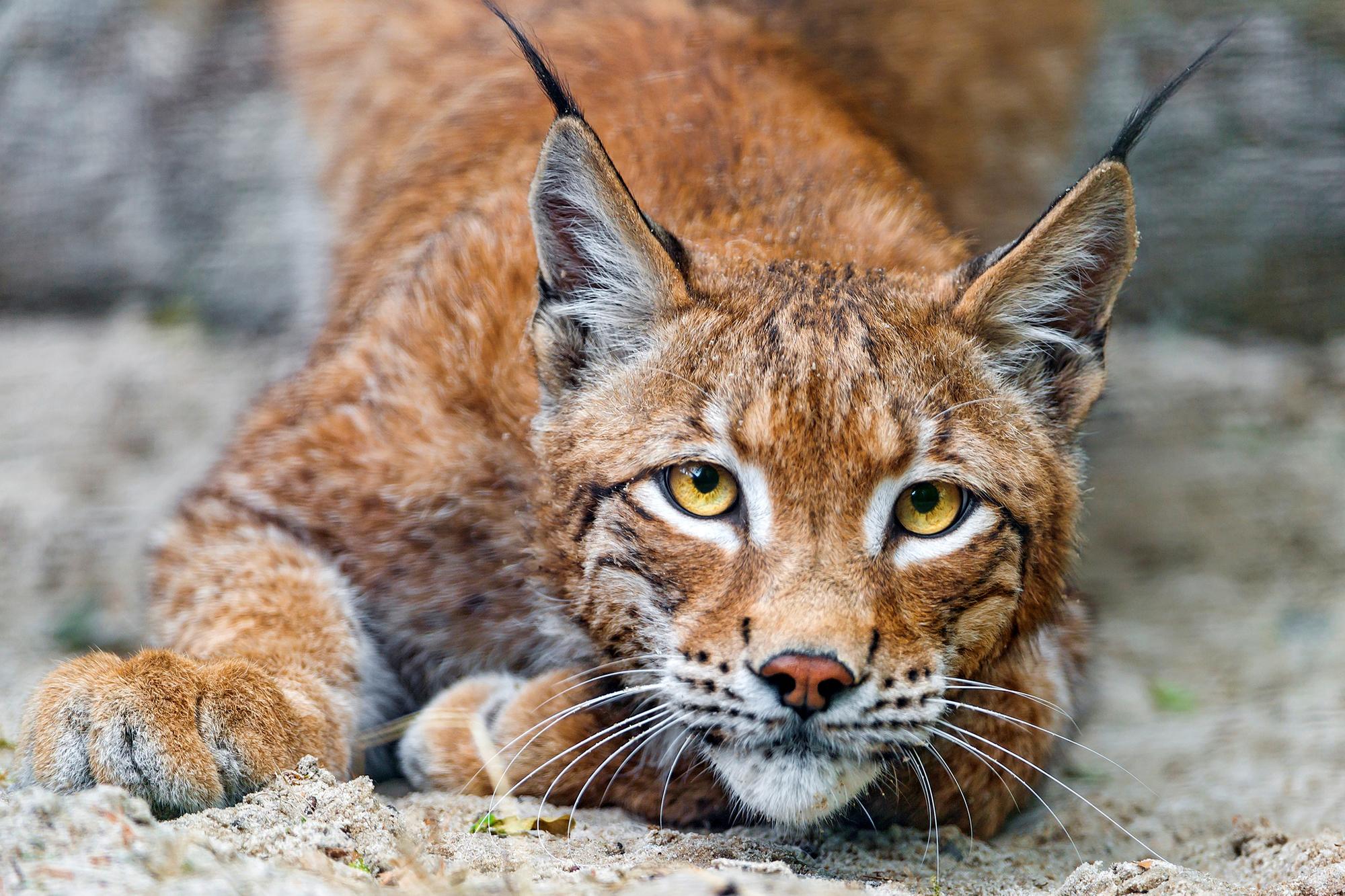 wallpaper lynx, predator, cat HD Widescreen High Definition