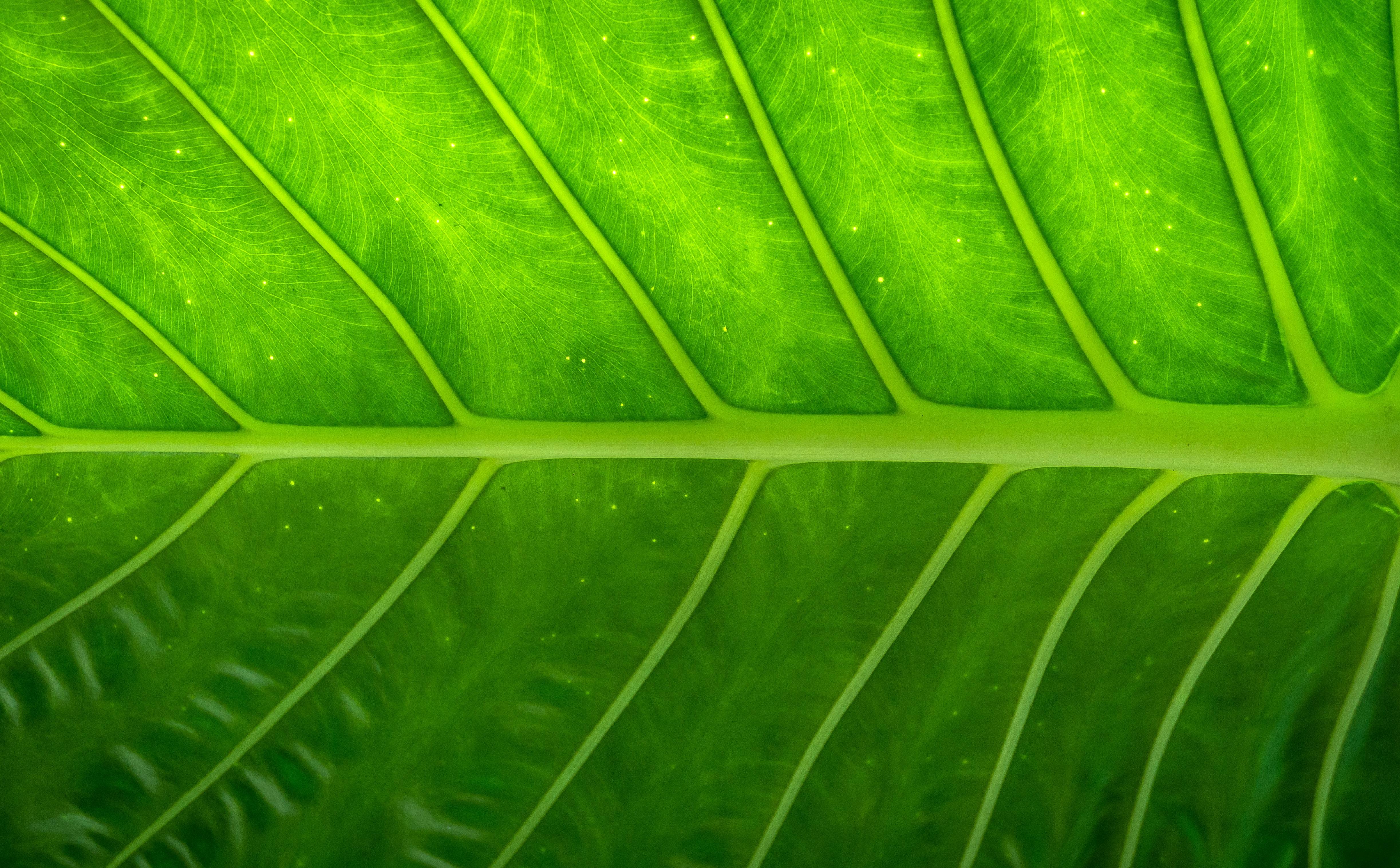 wallpaper plant, leaf, texture HD Widescreen High Definition