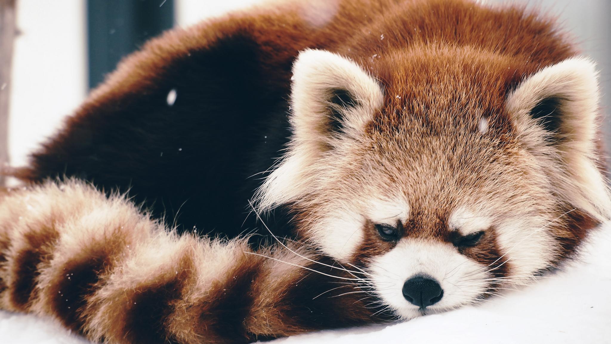 wallpaper red panda, panda, fluffy HD Widescreen High Definition