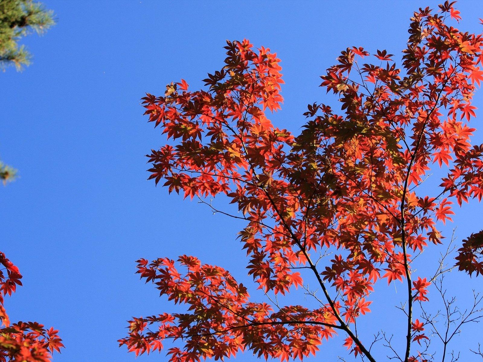wallpaper tree, branches, leaves HD Widescreen High Definition