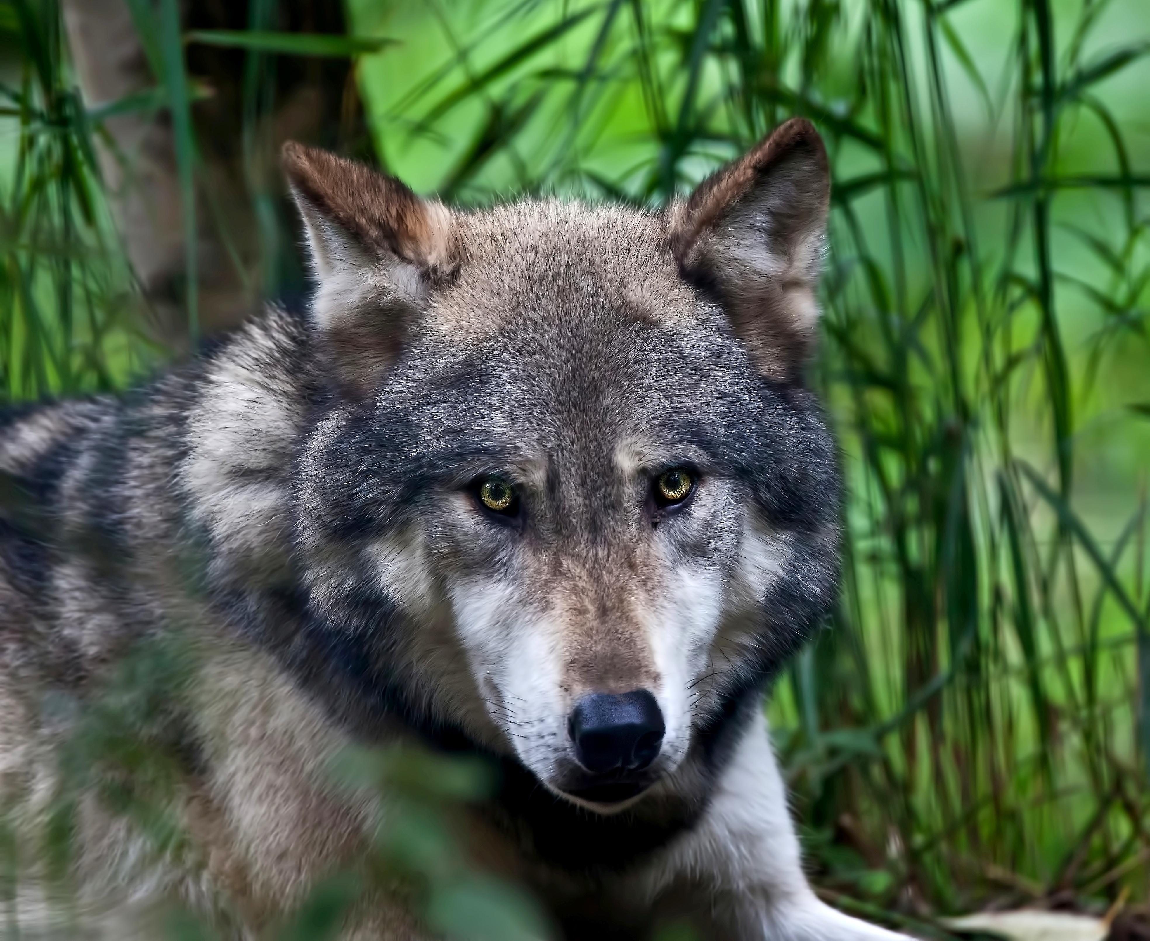 wallpaper wolf, face, color HD Widescreen High Definition Fullscreen