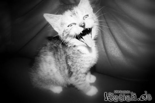 LOLKatze Bild lustich.de