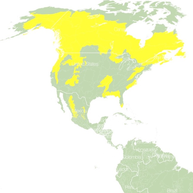 Bear Species Distribution Map